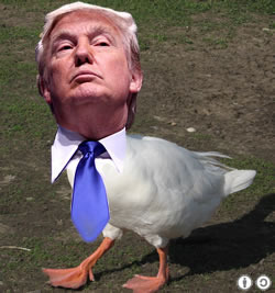 This+is+a+trump+duck+true+_482e00ef67193