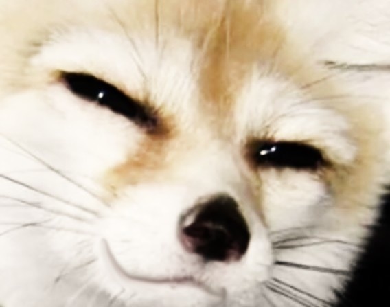 Bildergebnis für fox face meme