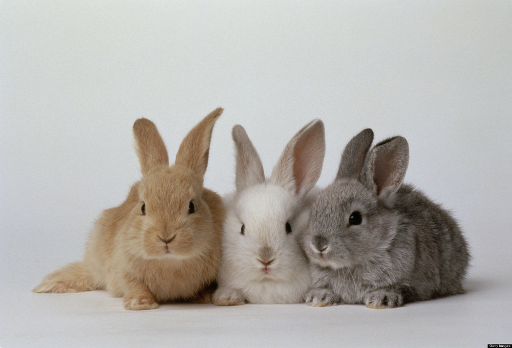 what-is-a-group-of-rabbits-called-fluffle-draw-vip