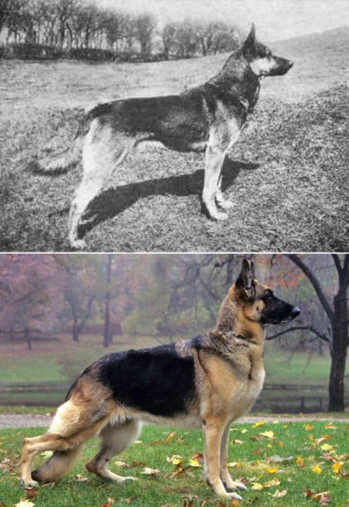 difference between american german shepherd and german german shepherd
