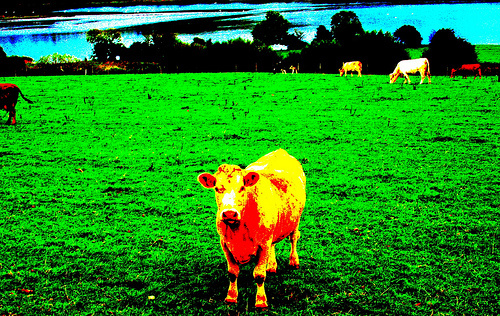 And+then+the+oversaturated+cow+let+out+an+oversaturated+quotmooquot+_6d2961dd94acc92d8b2b87818ce0baca.jpg