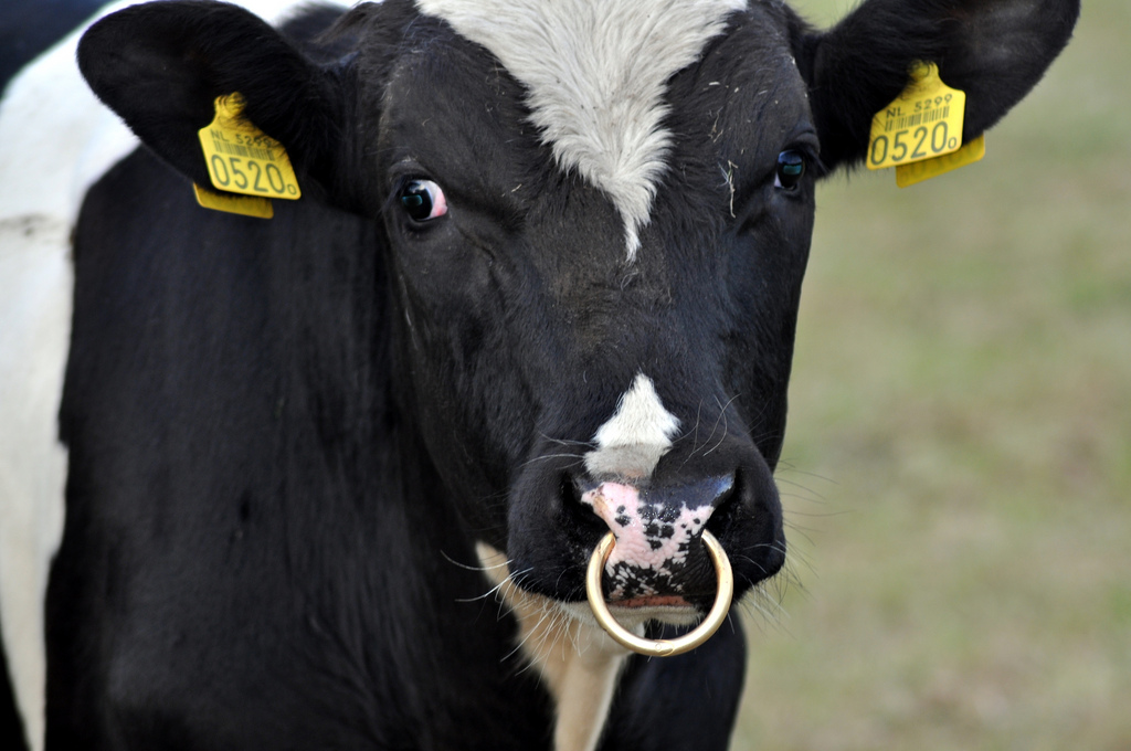 nose piercing Domesticated cow with nose ring Cow With Nose Ring High...
