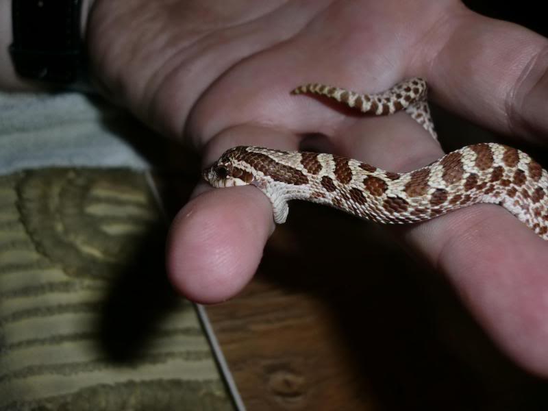 Hognose snake playing dead, He's so convincing that he even…