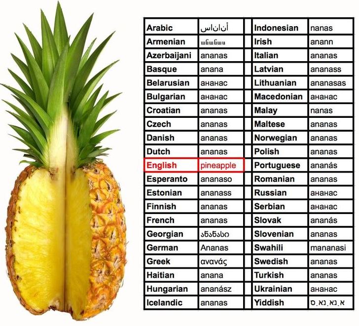 Except+in+the+english+language+they+are+called+ananas+_b3f4892b48e7297aff9700281562aadc.jpg