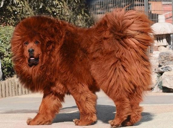best big fluffy dogs