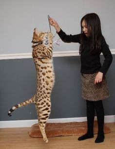 Get A Serval Dog Sized Cat That Acts Like A 147434494 Added By