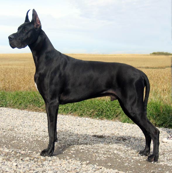 bullmastiff mixed with great dane