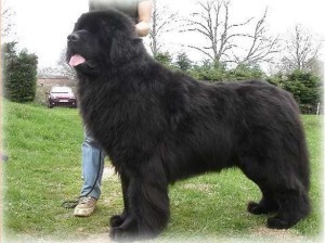 big fluffy dog looks like a bear