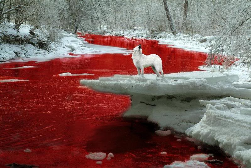let the rivers run red, from the of - #134869501 added by shadowdmoon at Cheetah'ing the law