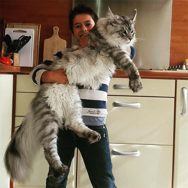 largest ragdoll cat