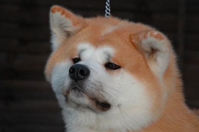 Shiba Inu Vendor