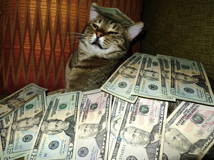 cat money